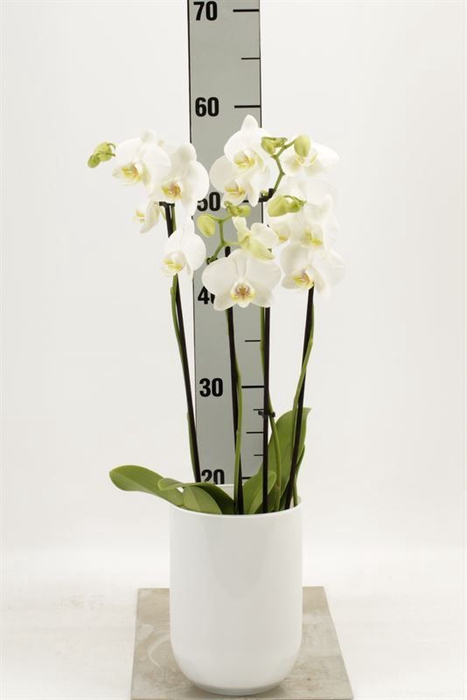 <h4>Phalaenopsis   ...white</h4>