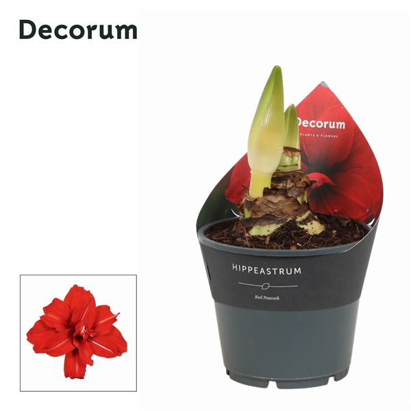 <h4>Hippeastrum Red Peacock 2 Knop (Decorum)</h4>