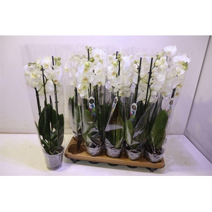 arr8 Phal An Nottingham