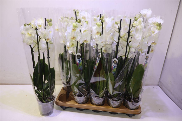 <h4>Phal An Nottingham</h4>