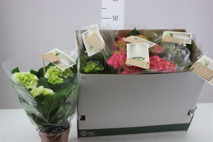 <h4>Hydrangea Mix 5/6 Flowers</h4>