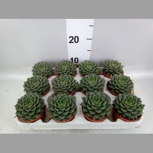 Echeveria   ...