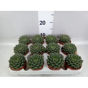 Echeveria   ...