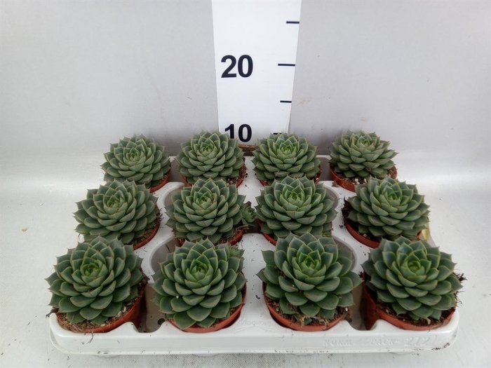 <h4>Echeveria   ...</h4>