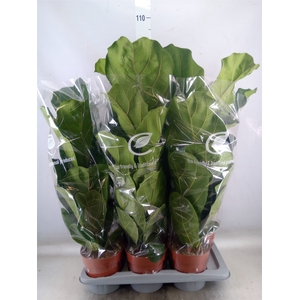 Ficus lyrata