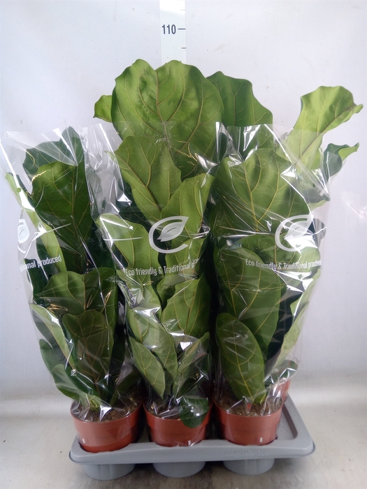 <h4>Ficus lyrata</h4>