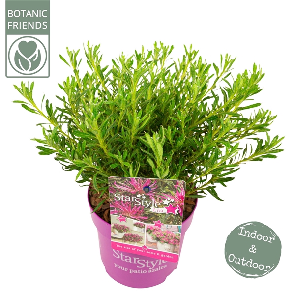 <h4>Azalea 'Starstyle Lila' ®</h4>