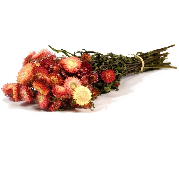 <h4>Helichrysum Natural Salmon</h4>