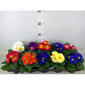 Primula ac.   ...mix