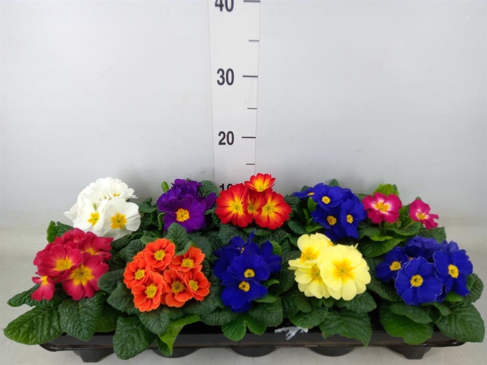 <h4>Primula ac.   ...mix</h4>