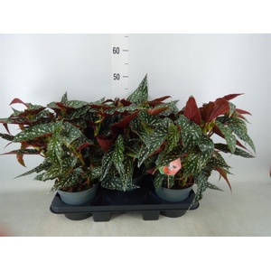 Begonia BD mac. 'Spotlight Green'