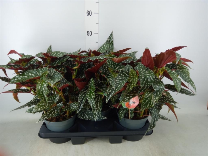 <h4>Begonia BD mac. 'Spotlight Green'</h4>