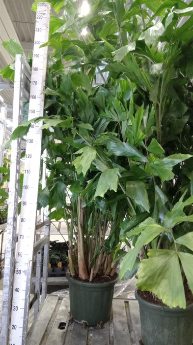 <h4>Caryota mitis</h4>