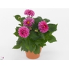 DAHL HYPNO PINK