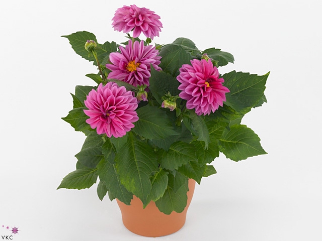 DAHL HYPNO PINK