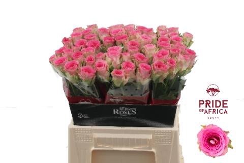 <h4>R GR TIMES SQUARE@</h4>