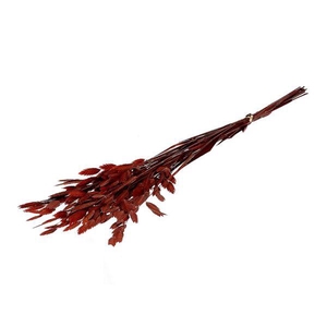 Bunch Chasmantium Pres. 80g L70