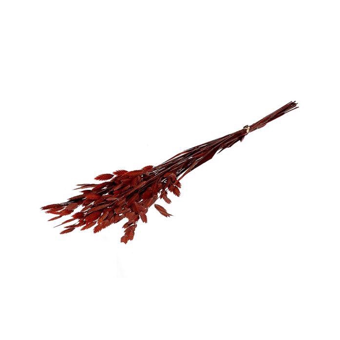 <h4>Bunch Chasmantium Pres. 80g L70</h4>