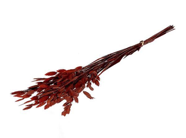 Bunch Chasmantium Pres. 80g L70