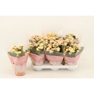 Kalanchoe Deco Tweed