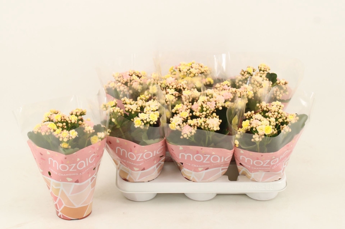<h4>Kalanchoe Deco Tweed</h4>