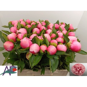 Paeonia hybr. 'Etched Salmon'