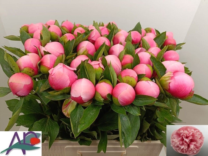 <h4>Paeonia hybr. 'Etched Salmon'</h4>