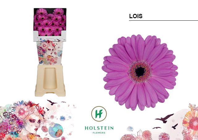 <h4>Germini Lois Diamond</h4>