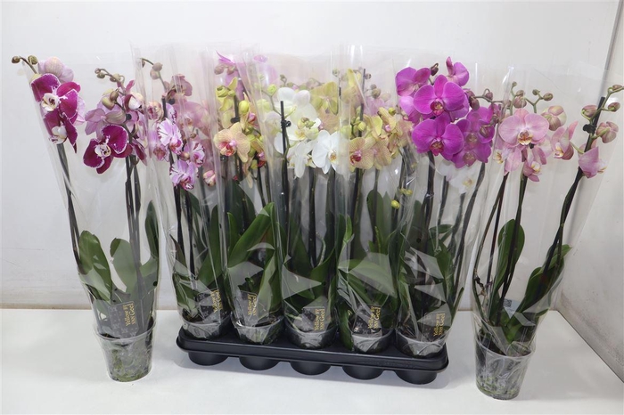<h4>Phal Gem 5 Kl</h4>