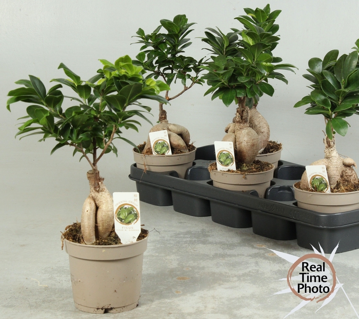 <h4>FIC MI GINSENG</h4>