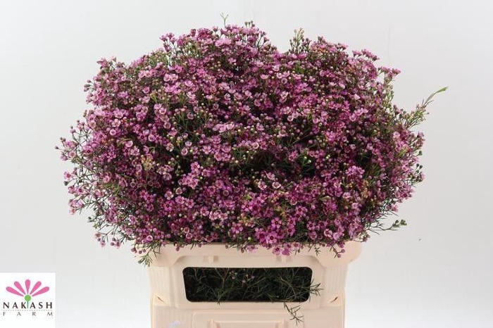 <h4>CHAME UN JUPITER</h4>