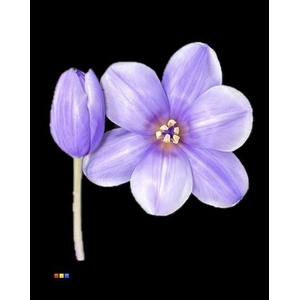 Tulp Pastel Milka