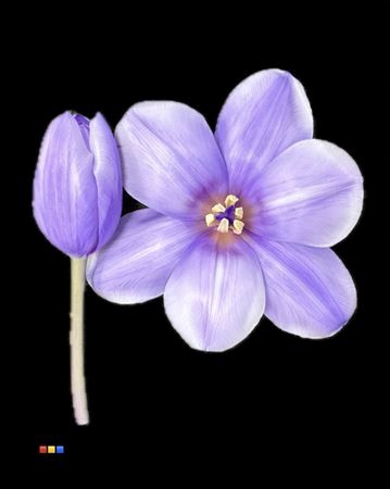 <h4>Tulp Pastel Milka</h4>