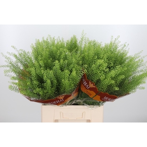 Lepidium Green Bell