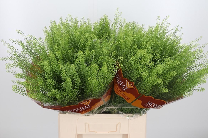 <h4>Lepidium Green Bell</h4>