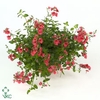 Diascia  'Piccadilly Red'