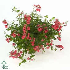 Diascia  'Piccadilly Red'
