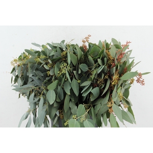 EUC POPULUS BERRY SHORT 150GR