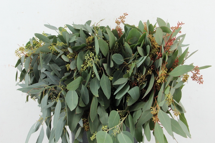 <h4>EUC POPULUS BERRY SHORT 150GR</h4>