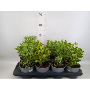 Euonymus japon.   ...mix