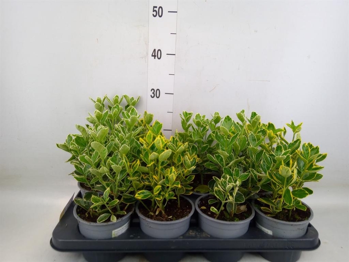 <h4>Euonymus japon.   ...mix</h4>