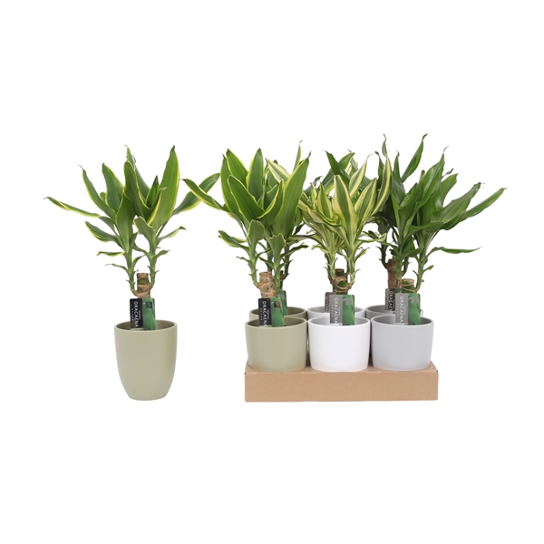 <h4>Dracaena 3 color mix 11cm Ceramics Mix</h4>