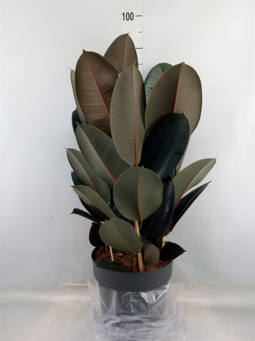 <h4>Ficus elastica 'Abidjan'</h4>