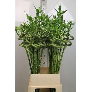 Drac Lucky Bamboo 100cm