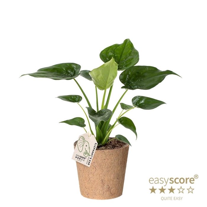 <h4>ALOCASIA CUCULLATA p17 cocoz</h4>