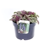 Ajuga reptans Burgundy Glow