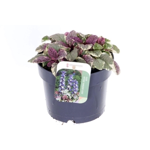 Ajuga reptans Burgundy Glow