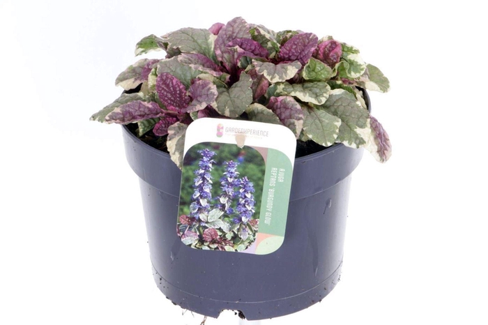 <h4>Ajuga reptans Burgundy Glow</h4>