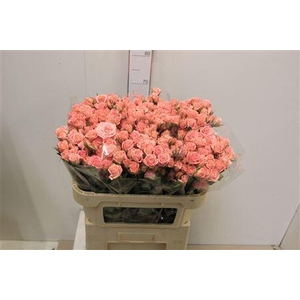 ROSA TR 'ODILIA'