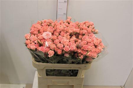 <h4>ROSA TR 'ODILIA'</h4>